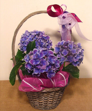 Hydrangea in a basket (Medium)