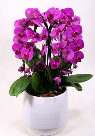 Giant orchid close-up