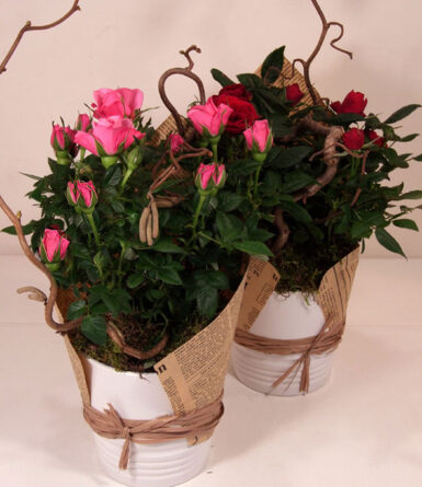 Mini rose in a ceramic pot with vintage decoration