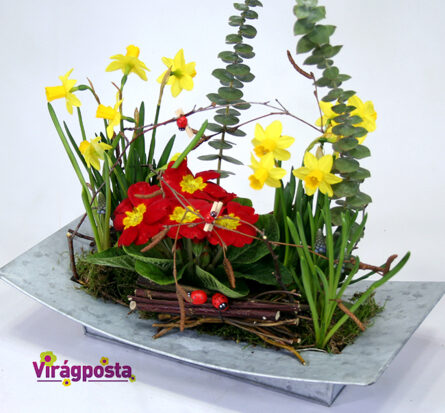 Narcissus and primula on a modern metal bowl M