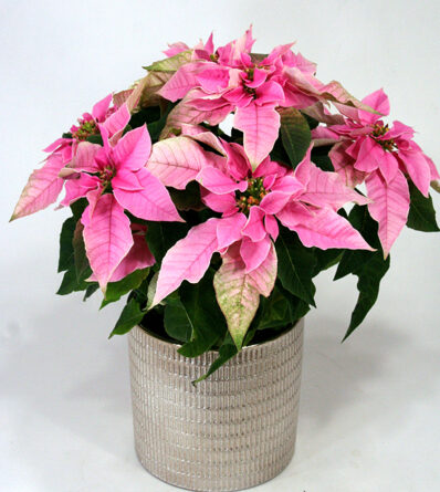 Pink poinsettia in a shiny pot