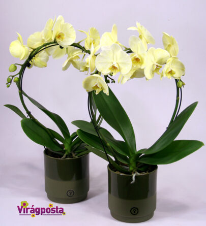 Spring orchid M
