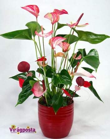 Hearts on wings - a special potted anthurium