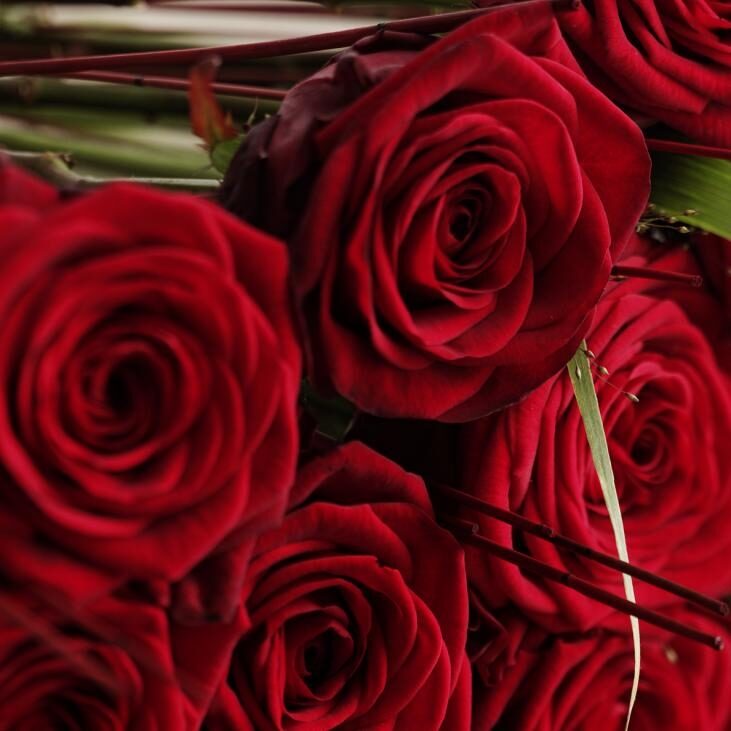 Red roses 40-60 cm per PCS.
