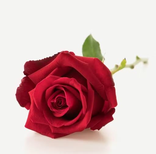 Long-stemmed red rose