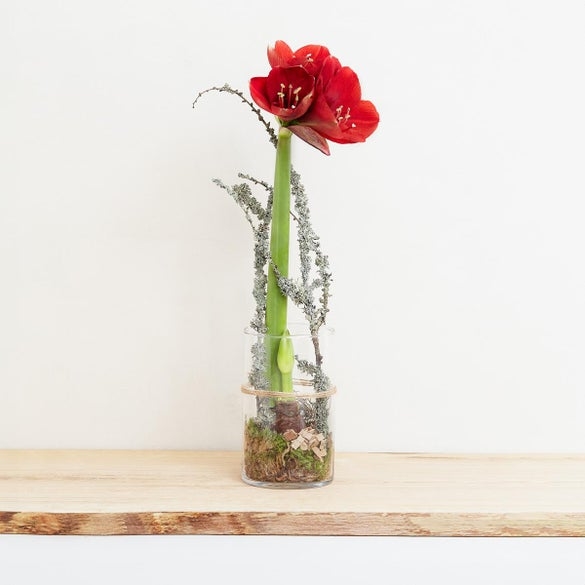Amaryllis in glass, red