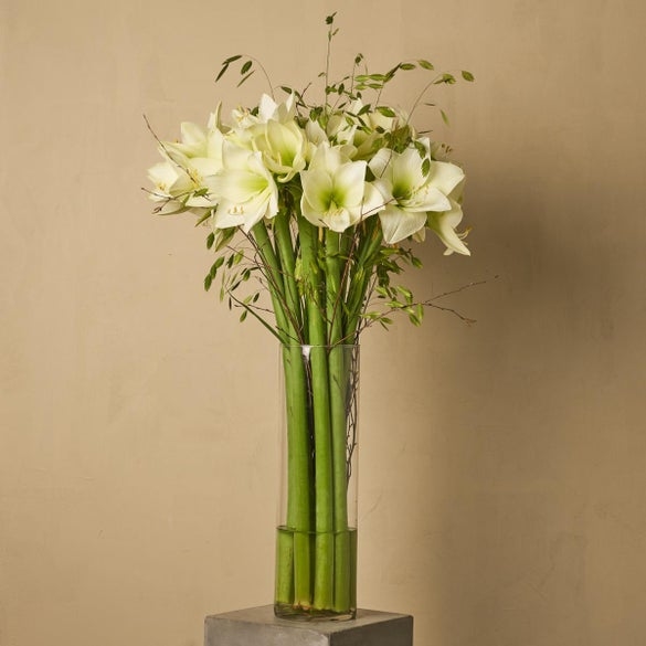 Amaryllis premium bouquet