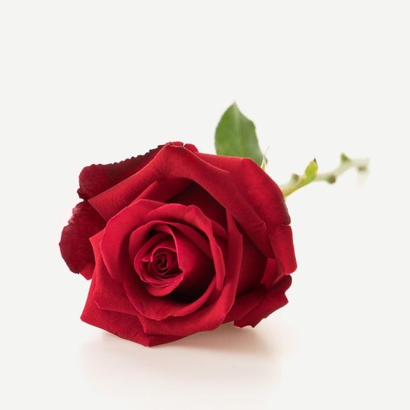 Long-stemmed red rose