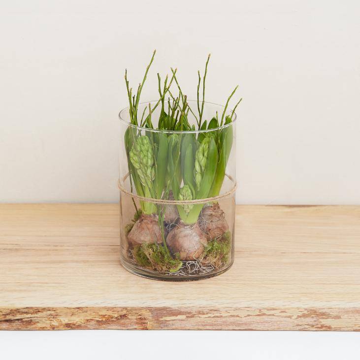 Winter hyacinth interplanting