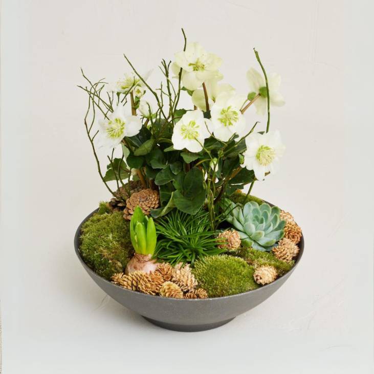 The elegant winter planting