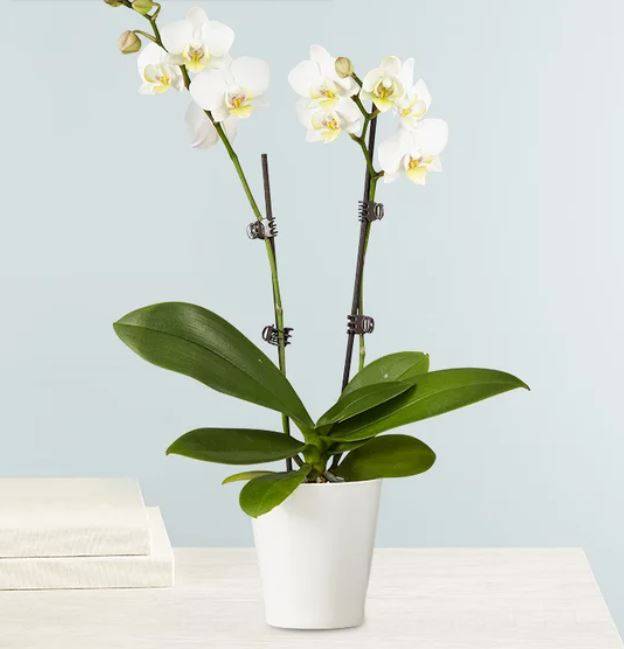 Double White Orchid Plant