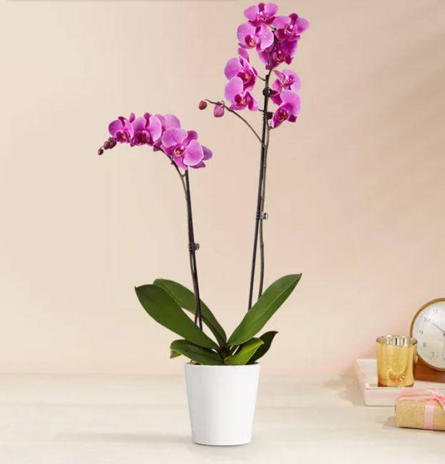 Double Purple Orchid Plant