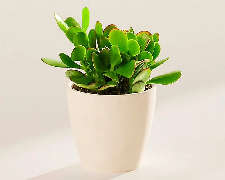 Small Jade Plant in Coconut Eco Pot