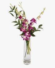 Elegant Orchids