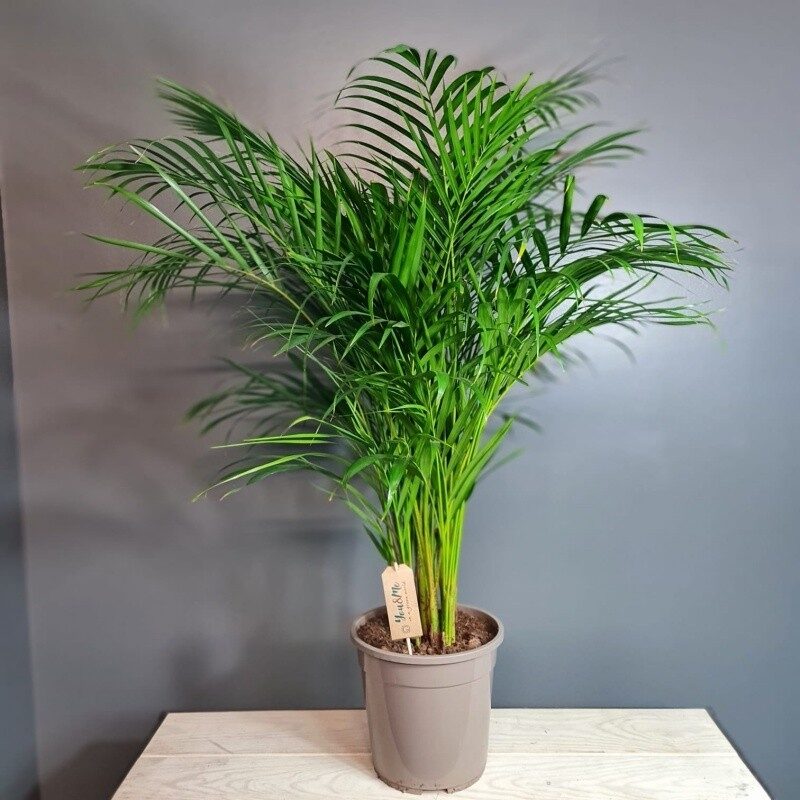 Arecas palm