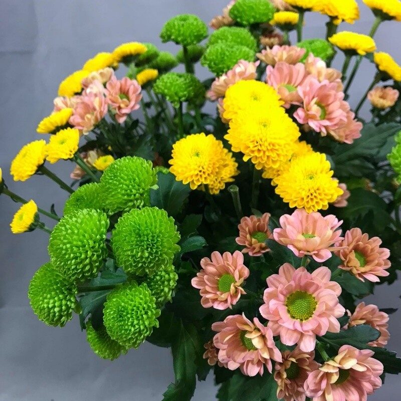 Chrysanthemum Santini mix