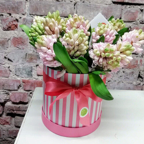 25 pink hyacinths in hat box