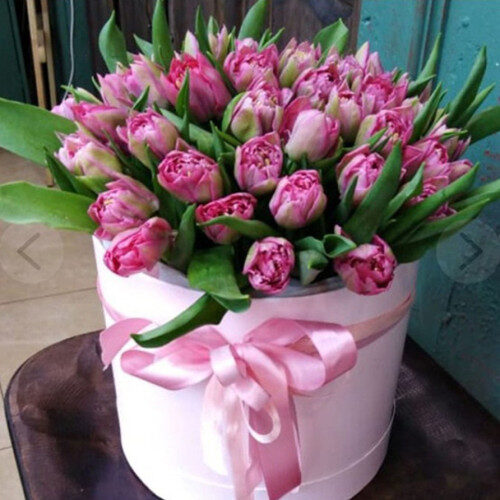 Box with 49 pink Tulips