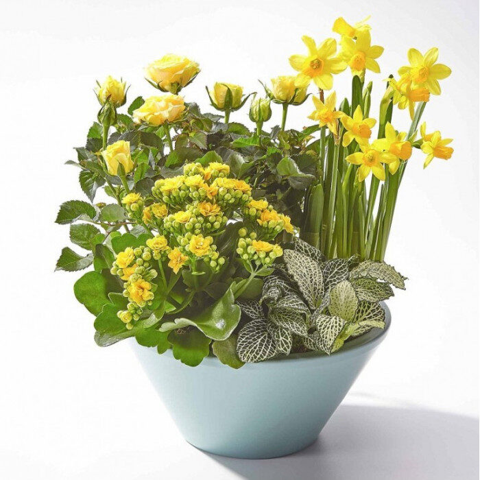 Sunshine Medley Planted Bowl CALIFORNIA