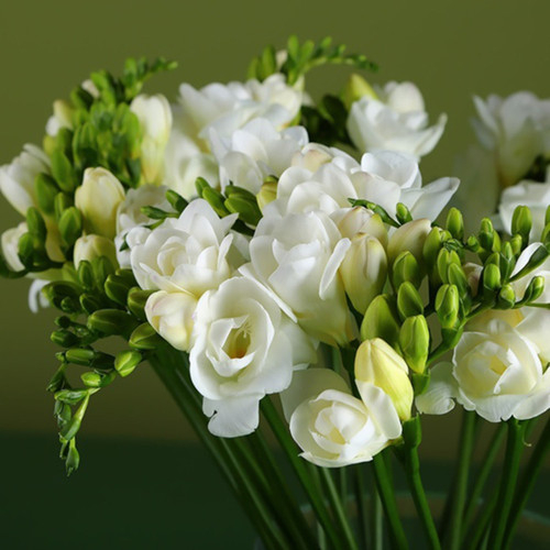 White Freesia