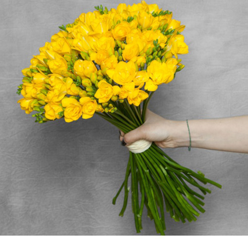 Yellow Freesia