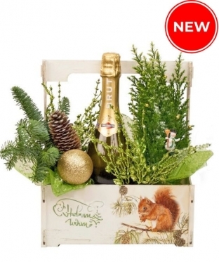 Cypress flowerpot & Martini +
