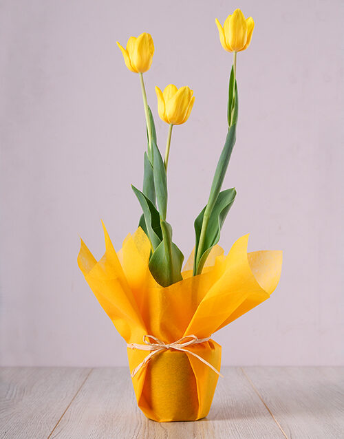 Tulip Plant with Wrapping