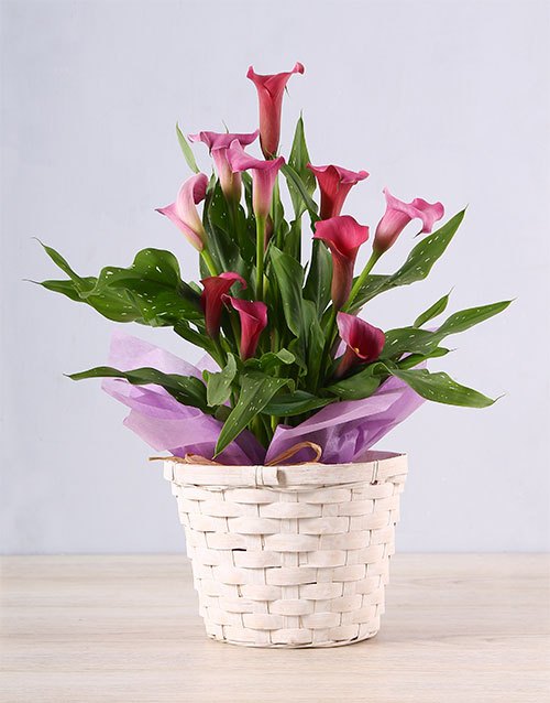 Unique Pink Zantedeschia