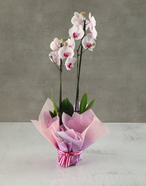 Lilac Dream Denver Orchid