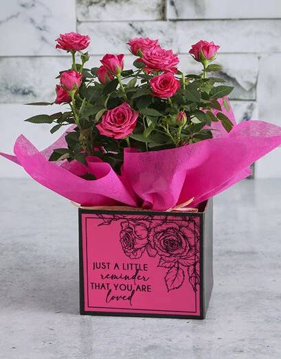 Blushingly Potted Rose Bush Box