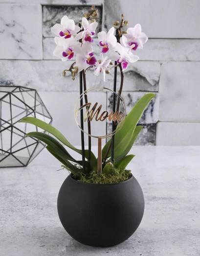 Brilliant Orchid Blooms