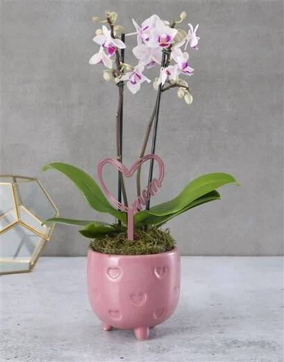 Pretty In Pink Orchids In Pot