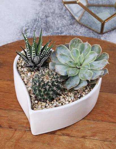 Succulent Garden In Curved Heart Vase