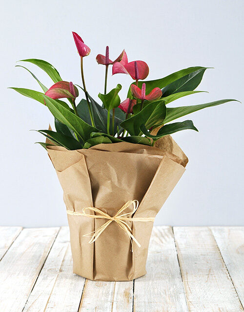 Anthurium in Craft Paper (Red)