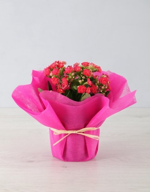 Colourful Kalanchoe In Tissue Paper (Pink)