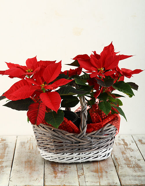 Poinsettia in Two Toned Basket