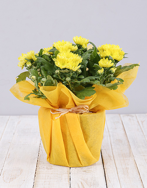 Potted Daisies In Wrapping (Orange)