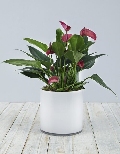Pink Anthurium in White Cylinder Vase
