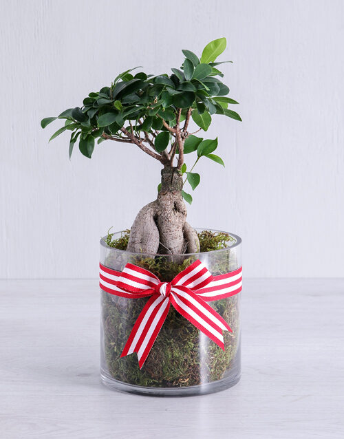 Ficus Bonsai Tree in Red Ribbon Cylinder Vase