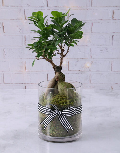 Ficus Bonsai Tree in Black Ribbon Cylinder Vase (Standard)