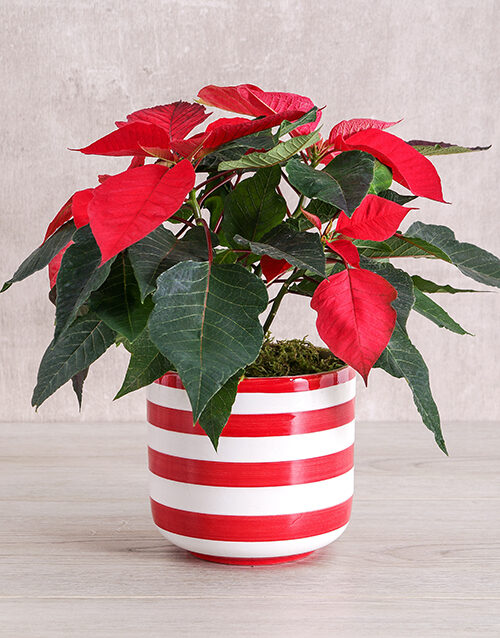 Red Poinsettia Plant in Striped Pot