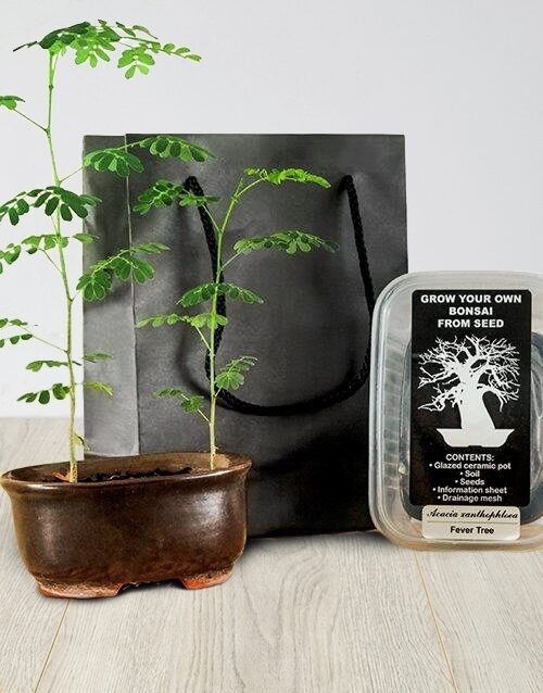 Grow Your Own Bonsai (Coral Tree)