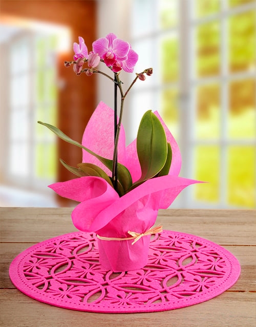 Midi Phalaenopsis Orchid Wrapped In Pink (Pink)