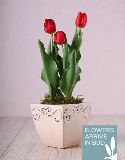 Red Tulips Blooming Elegance