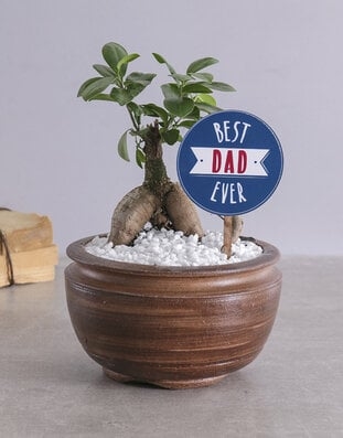 Best Dad Bonsai