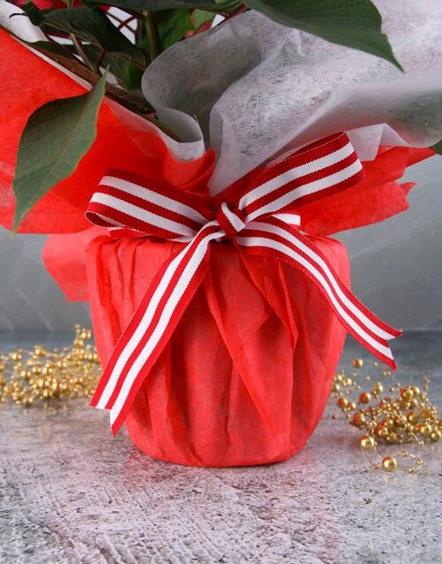 Poinsettia in Red Wrapping
