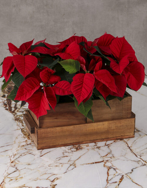 Cheerful Poinsettias in Wooden Pot