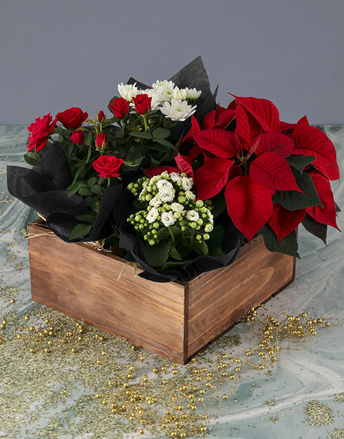 Festive Box of Joy