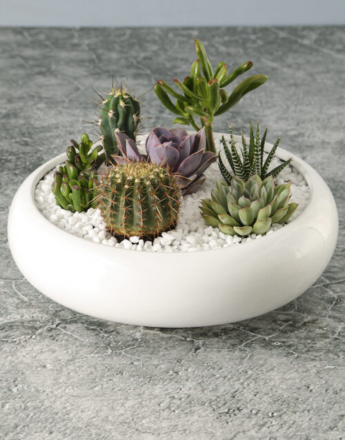 Colourful Mini Succulent Garden
