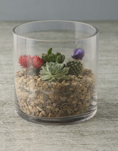 Serene Cactus And Succulent Mix